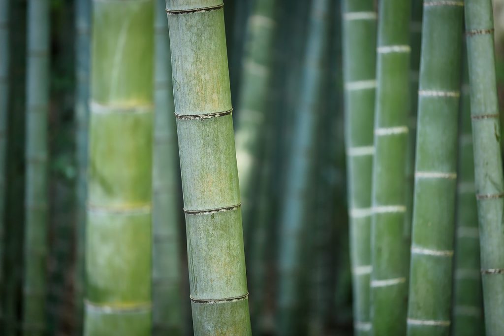Madera de bambu